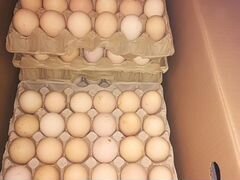 Инкубационное яйцо бройлера росс 308