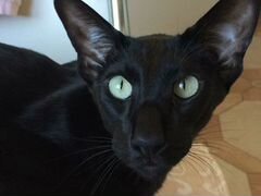 Пропал кот Ориентал черный в районе д Холмы