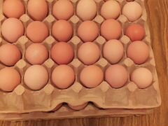 Инкубационные яйца курей брама