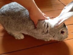 Кролик 4.5 кг