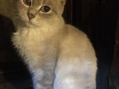Очаровательный молодой котик Мурзик