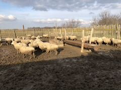 Овцы на откорме 5 месяцев