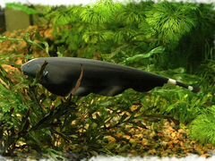 Аквариумная рыбка черный нож