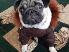 Зимний костюм для собак