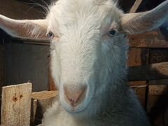 Продаётся пухово-молочной породы коза. Цена 6000 к