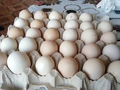 Яйца куриные на инкубацию