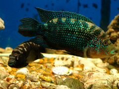Рыба цихлозома-биоцелатум