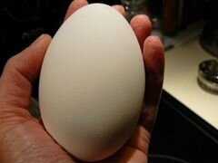 Яйцо гусиное оплодотворенное для инкубации