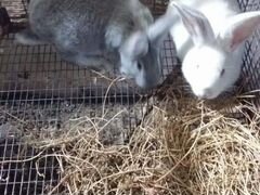 Кролики на племя. возраст 4.5 месяца