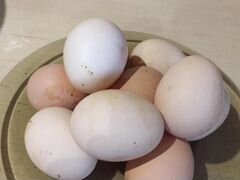 Яйцо инкубационное яичных пород