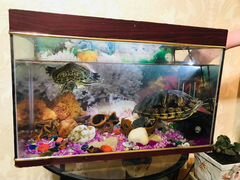 Красноухии Черепахи с аквариумом