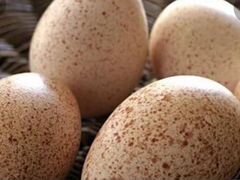Инкубационные яйца индейки Бронзовой породы