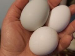 Яйцо домашнее от молодых кур
