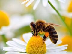 Пчёлы,улья,сушь