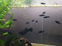Рыбки в аквариум