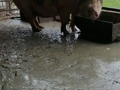 Хряк и поросная свиноматка