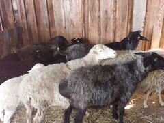 Продам овец и барана