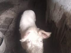 Продам свинью
