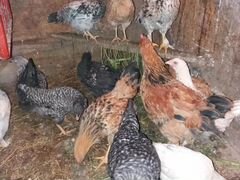Инкубацио яйцо+молодки от домашних мясо яичных кур