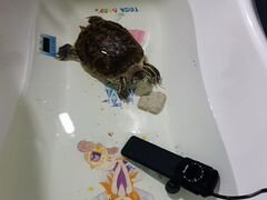 Красноухая морская черепаха