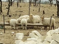 Имеются 3 овцы и ягненок возможен бартер на телено