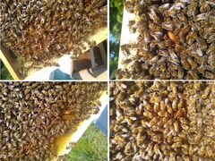 Пчеломатки Ф1 Бакфаст, Карника 1075
