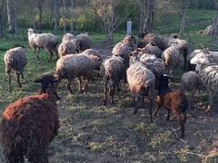 Барань и овцы