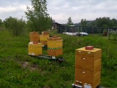 Продаю пчёл