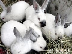 Кролики 5 штук Доставка
