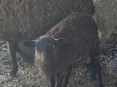 Романовские порода овци