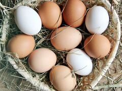 Яйца домашней курицы