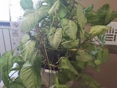 Комнатное растение Сингониум с горшком