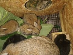 Кролики Фландер, 1 месяц