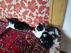 Котята от кошки крысоловки