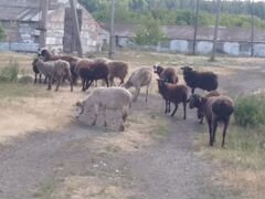 Продам овечек с ягнятами