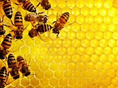Пчелы,пчеломатки