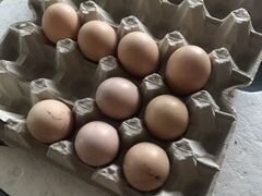 Инкубационные яйца и цыплята Джерсийского гиганта