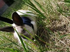 Карликовый декоративный кролик ищет заботливых хоз