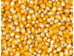 Продажа кормовой кукурузы, пшеницы, овес, ячмень