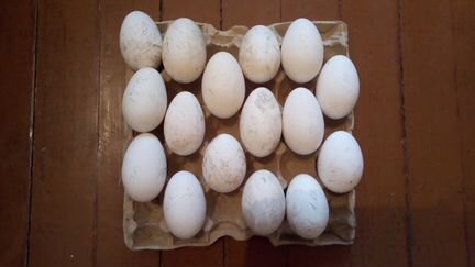 Купить инкубационное яйцо в курской области. Гусиные яйца по породам. Инкубационное яйцо гусей купить. Гусиные яйца фото на сене. Гуси Мамуты купить инкубационное яйцо.