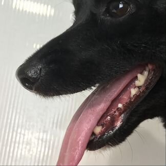 Чистка зубов собакам ультразвуком