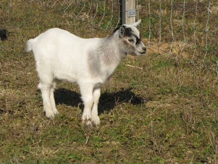 Козлята карликовой (камерунской) козы