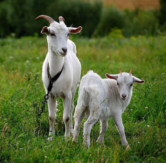 Молодые козы