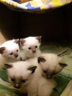 Тайские котята(сиамские)