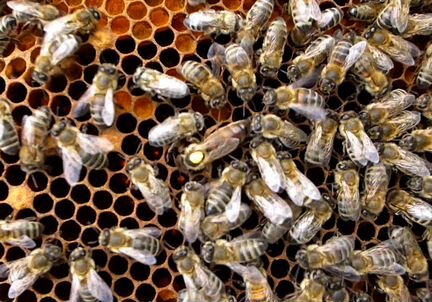 Пчёлосемьи (пчелы, пчелопакеты, отводки)
