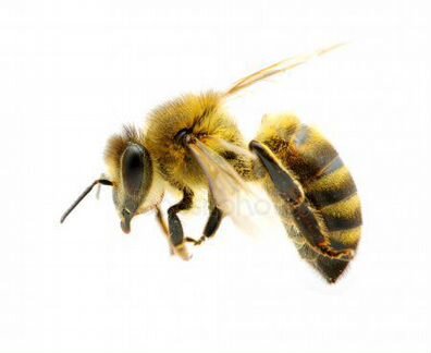 Продам рои пчел