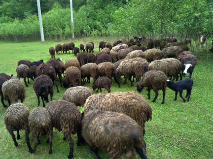 Продается отара баранов и овец с ягнятами целиком