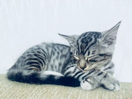 Котик Томас. 2.5 месяцев