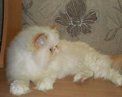 Гималайская-персидская кошка