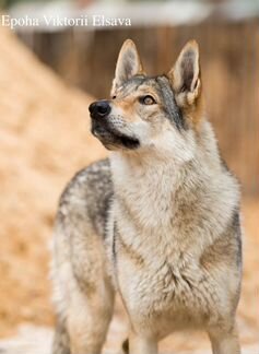 Чехословацкая волчья собака. щенки